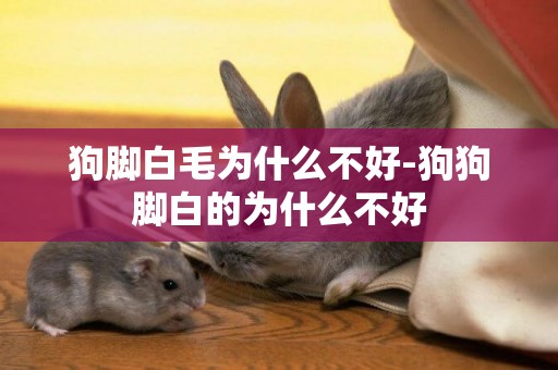 狗腳白毛為什么不好-狗狗腳白的為什么不好