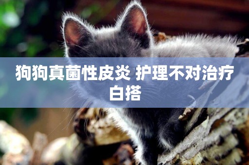 狗狗真菌性皮炎 護理不對治療白搭