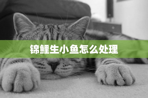 錦鯉生小魚怎么處理
