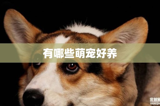 有哪些萌寵好養
