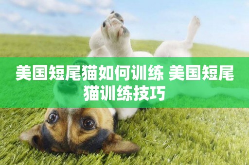 美國短尾貓如何訓練 美國短尾貓訓練技巧