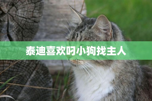 泰迪喜歡叼小狗找主人