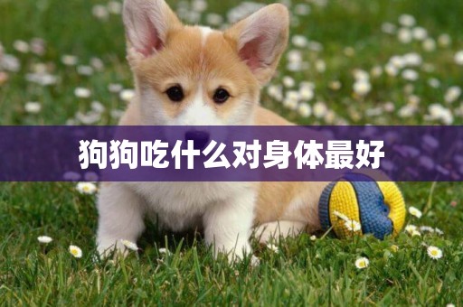 狗狗吃什么對身體最好