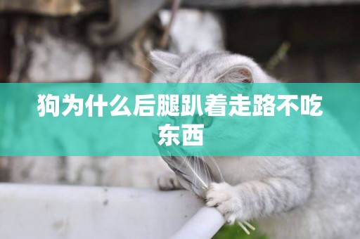 狗為什么后腿趴著走路不吃東西