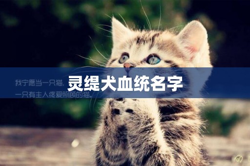 靈緹犬血統名字
