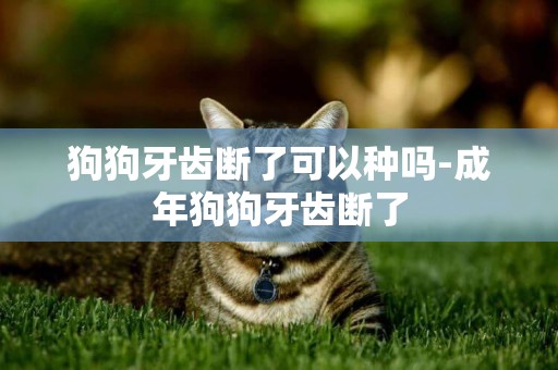 狗狗牙齒斷了可以種嗎-成年狗狗牙齒斷了
