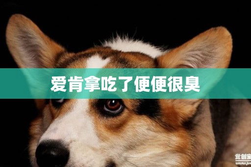 愛肯拿吃了便便很臭