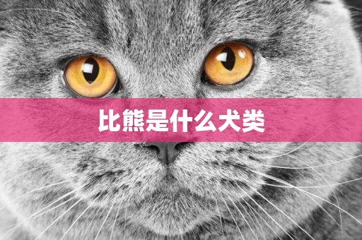 比熊是什么犬類