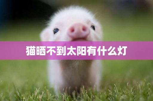 貓曬不到太陽有什么燈