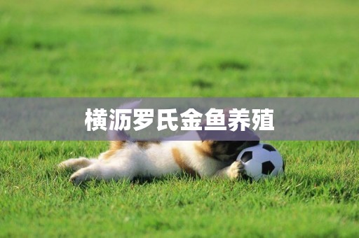 橫瀝羅氏金魚養殖