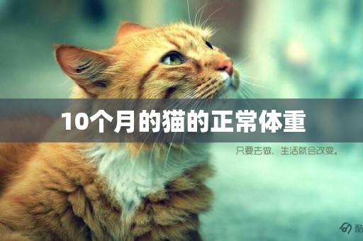 10個月的貓的正常體重