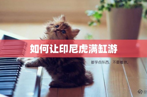 如何讓印尼虎滿缸游