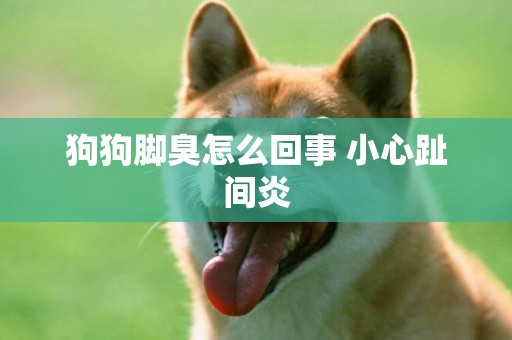 狗狗腳臭怎么回事 小心趾間炎