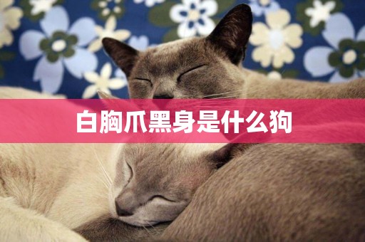白胸爪黑身是什么狗