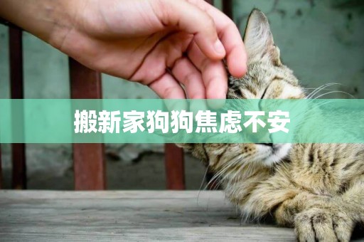 搬新家狗狗焦慮不安
