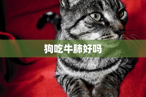 狗吃牛肺好嗎