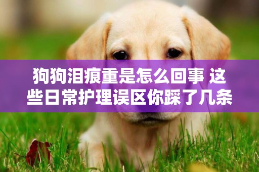 狗狗淚痕重是怎么回事 這些日常護理誤區你踩了幾條