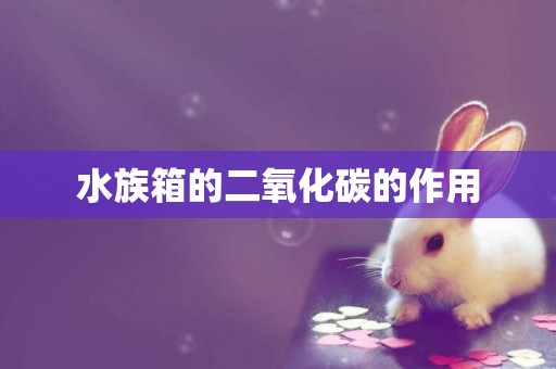 水族箱的二氧化碳的作用