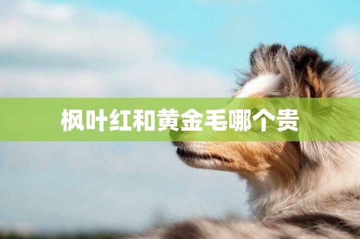 楓葉紅和黃金毛哪個貴