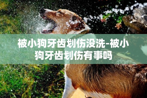 被小狗牙齒劃傷沒洗-被小狗牙齒劃傷有事嗎
