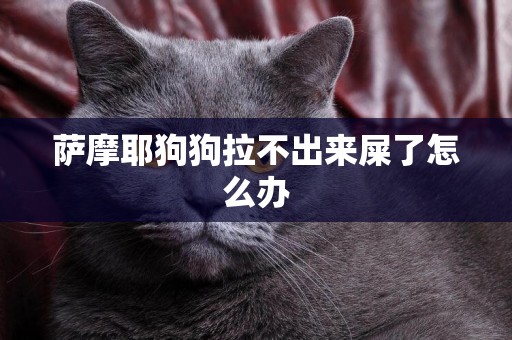 薩摩耶狗狗拉不出來屎了怎么辦