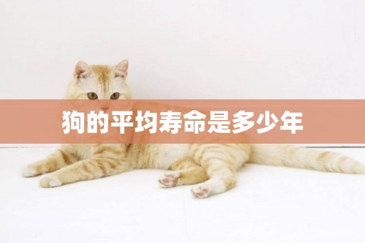 狗的平均壽命是多少年