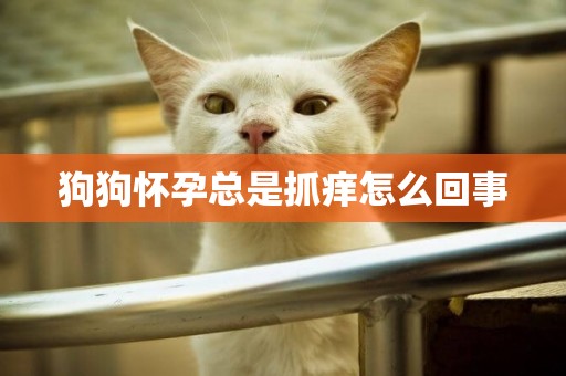 狗狗懷孕總是抓癢怎么回事