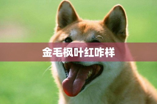 金毛楓葉紅咋樣
