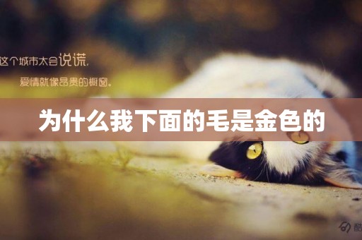 為什么我下面的毛是金色的