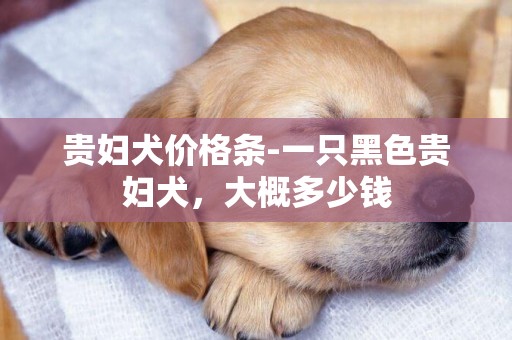 貴婦犬價格條-一只黑色貴婦犬，大概多少錢