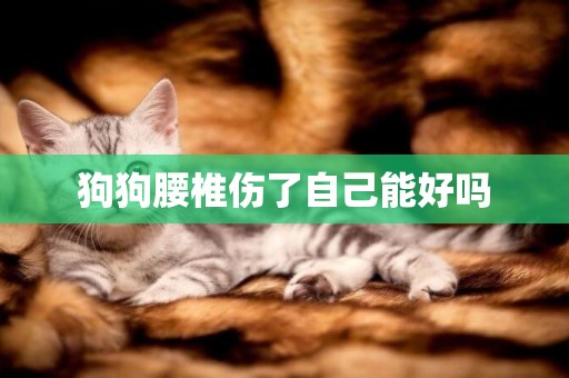 狗狗腰椎傷了自己能好嗎