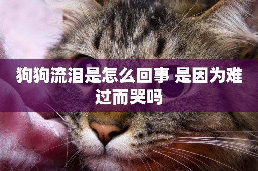 狗狗流淚是怎么回事 是因為難過而哭嗎