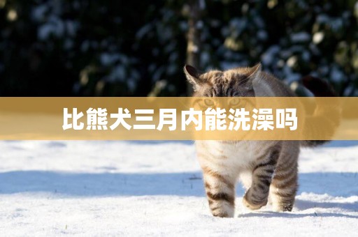 比熊犬三月內能洗澡嗎