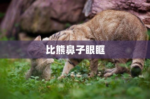 比熊鼻子眼眶