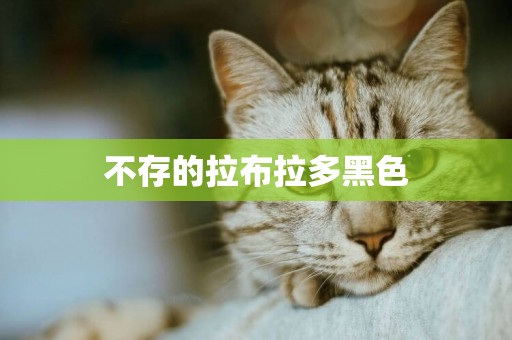 不存的拉布拉多黑色