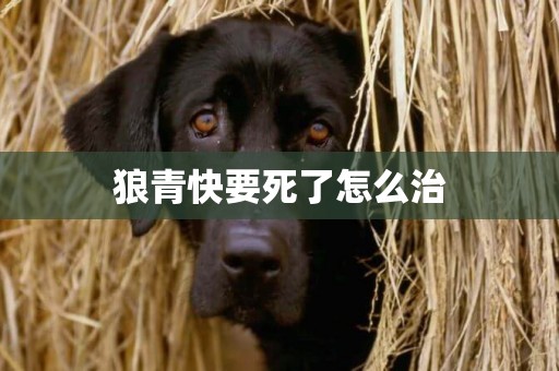 狼青快要死了怎么治