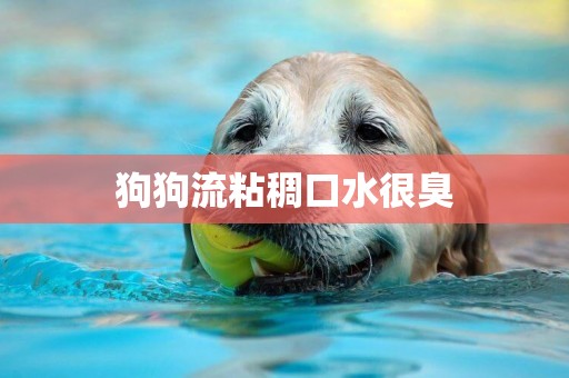 狗狗流粘稠口水很臭