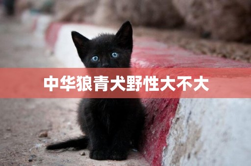 中華狼青犬野性大不大