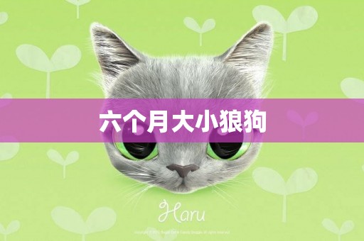 六個月大小狼狗