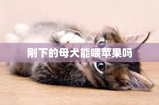 剛下的母犬能喂蘋果嗎
