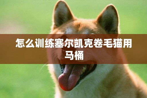 怎么訓練塞爾凱克卷毛貓用馬桶