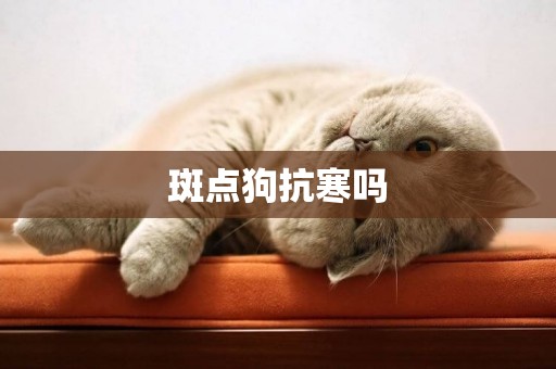 斑點狗抗寒嗎