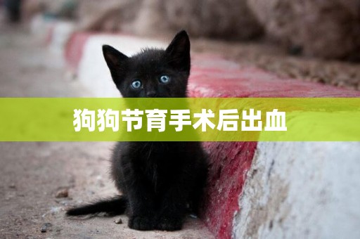狗狗節育手術后出血