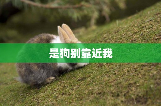 是狗別靠近我