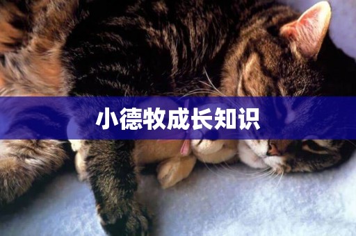 小德牧成長知識