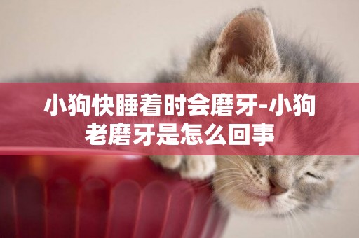 小狗快睡著時會磨牙-小狗老磨牙是怎么回事