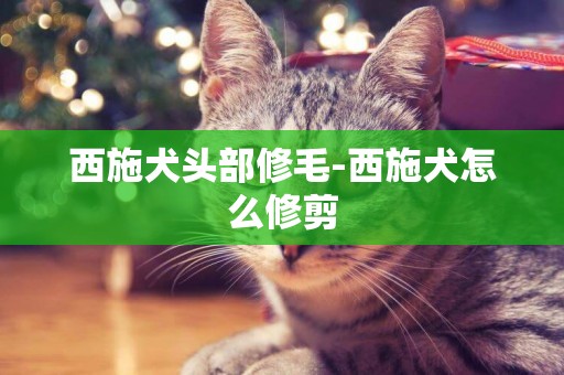 西施犬頭部修毛-西施犬怎么修剪