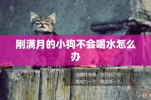 剛滿月的小狗不會喝水怎么辦