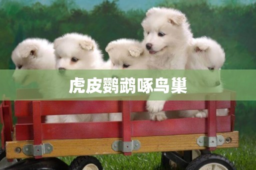 虎皮鸚鵡啄鳥巢