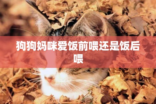 狗狗媽咪愛飯前喂還是飯后喂
